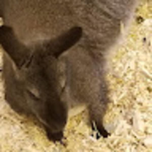 Meet your Posher, Camilo